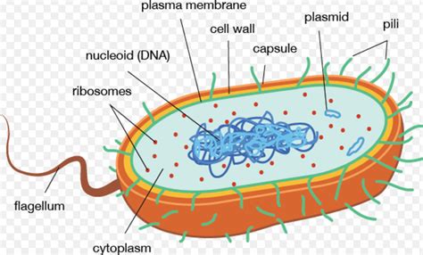 Prokaryotic and Eukaryotic cells - Cell structure and functions, Class 8