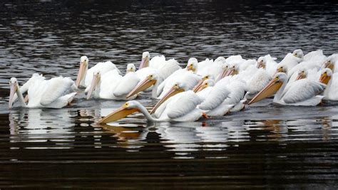 Great white pelican