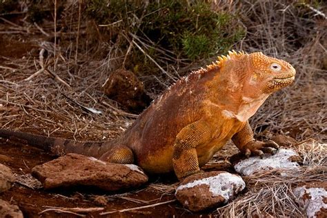 Journey into Baltra Island in the Galapagos Archipelago 28 Long Land ...