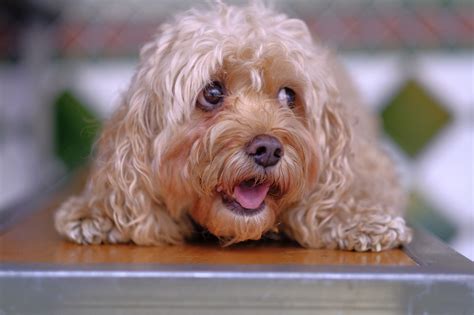 Top 10 Most Friendly Dog Breeds in the World 2024