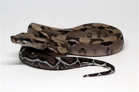 Boa Constrictor Care - Morph Endorphins Boa Constrictor Care