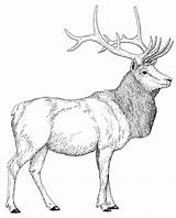 Elk Coloring Pages  Best For Kids sketch template