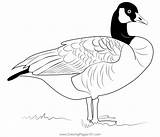 Canadian Goose Coloring Page sketch template