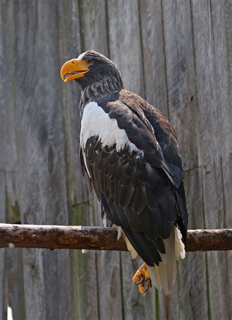 Pictures and information on Steller's Sea Eagle