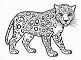 Jaguar Wilderness Coloring  Page sketch template