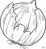 Onion Coloring Page  Free Printable Coloring Pages sketch template