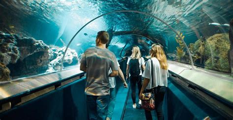 Sea Life Kelly Tarlton's Aquarium General Admission 🦈🐋🐧 | Sea life, Underwater world, Aquarium