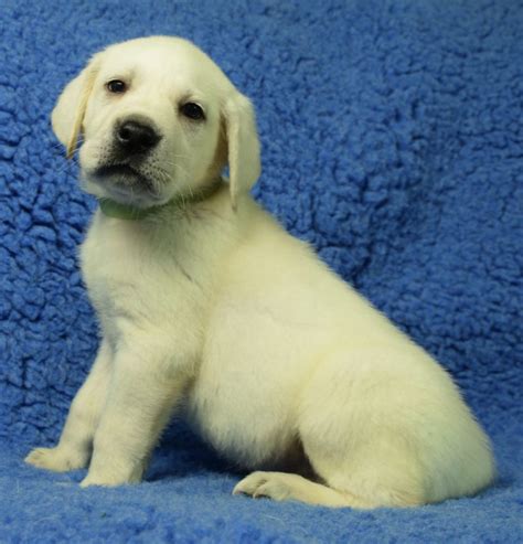 White Labrador Retriever Puppies For Sale | Bullis Lake Labradors