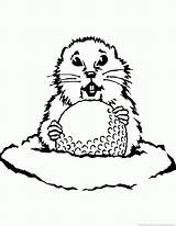 Gopher Coloring Pages Sketch Coloring Page sketch template
