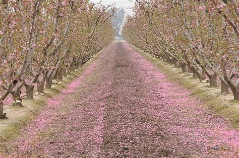 Fresno County Blossom Trail - Great Runs