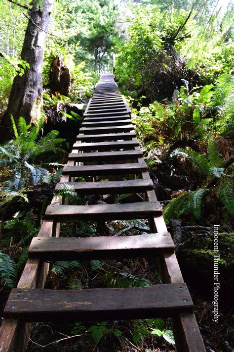 West Coast Ladder | West coast trail, West coast, Outdoors adventure