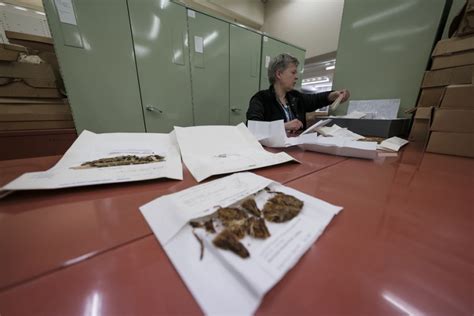 Canterbury's Allan Herbarium now the world leader in subantarctic flora » Manaaki Whenua