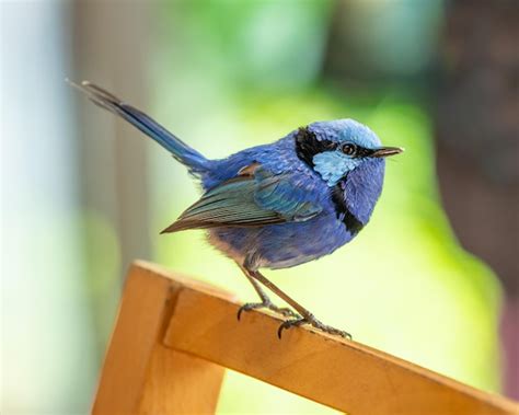 Premium Photo | Male splendid fairywren in breeding plumage