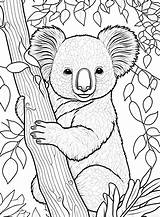 Koala Coloring Tree Eucalyptus Pages Koalas Printable Supercoloring  sketch template