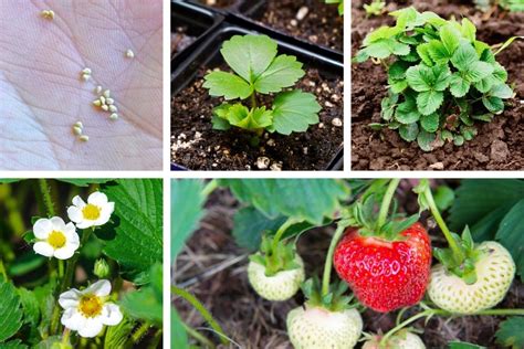 Strawberry Plant Stages - From Seed To Harvest (w/Pictures) - Geeky ...