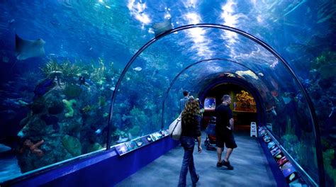 Visit Audubon Aquarium of the Americas in New Orleans | Expedia