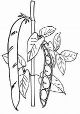Coloring Pages  Green Pea Plant sketch template