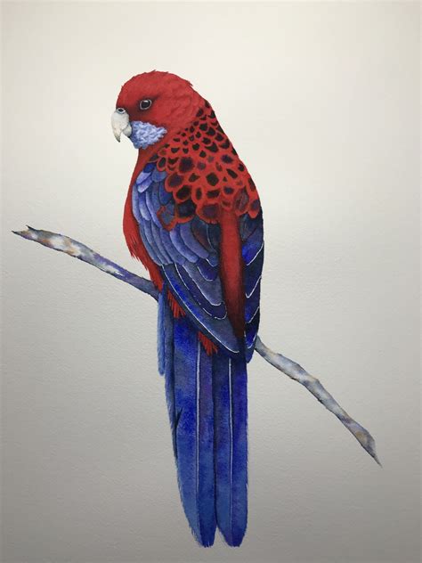 Crimson Rosella - Newcastle Art Society