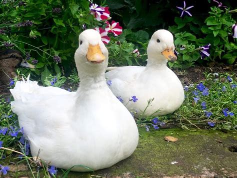 Top Domestic Duck Breeds You Should Know | Pets Nurturing