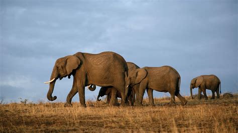 Tsavo East National Park - Kenya national parks, kenya safari