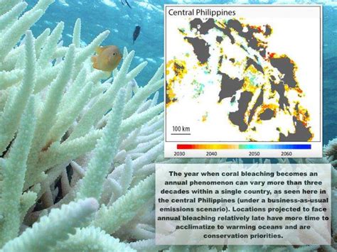 New research predicts the future of coral reefs under climate change