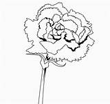 Carnation Coloring Pages  Best Coloring For Kids sketch template