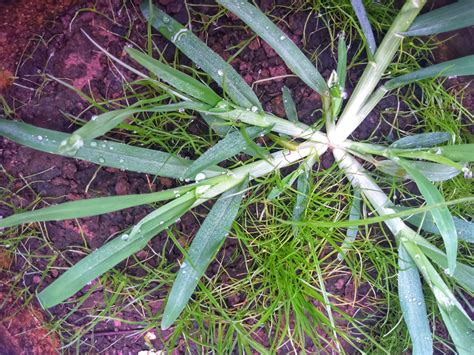 How to manage Goosegrass the annual grassy weed | LebanonTurf