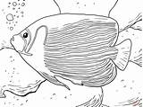 Emperor Angelfish coloring Page  Free Printable Coloring Pages sketch template