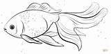 Oranda Goldfish coloring page  Free Printable Coloring Pages sketch template