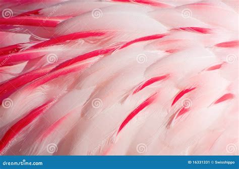 Pink Flamingo Feathers Stock Image - Image: 16331331