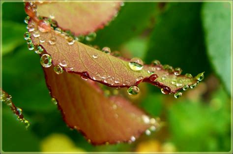 Free Images : nature, dew, rain, leaf, flower, petal, raindrop, wet, green, insect, botany ...