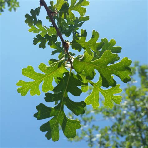 Quercus lobata - Valley Oak - Mid Valley Trees