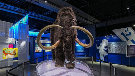 The Mammoth | Miraikan – The National Museum of Emerging Science and Innovation