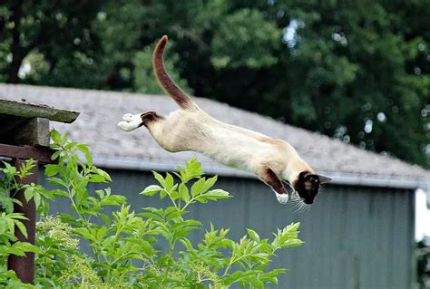 How High Can A Cat Jump? Interesting Facts - PetCosset