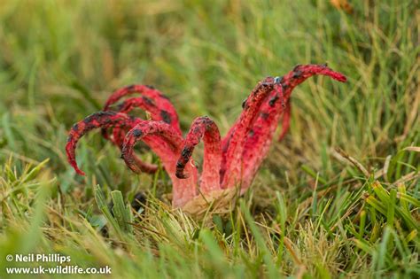 Devils fingers fungus-3 | Neil Phillips | Flickr