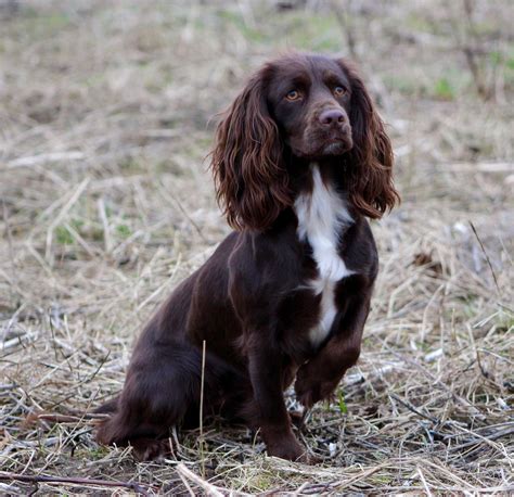 Gun Dog Training Near Me Uk at Bonnie Brennan blog