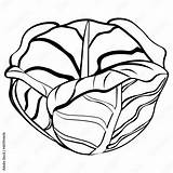 Black And White drawing Of cabbage For coloring Vegetables  sketch template
