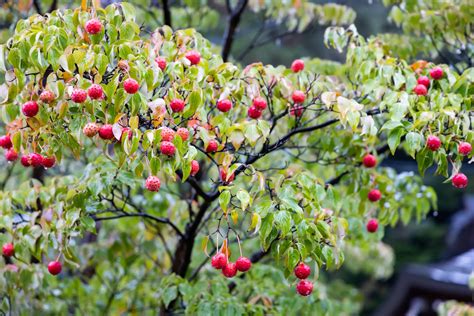 The Best 3 Dogwood Trees with Edible Berries - Plant House Aesthetic