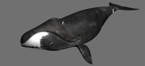 Mystery Solved- Why bowhead whale live for 200 years • Apex Tribune - World Latest Breaking News