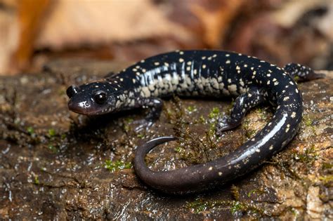 Mississippi Slimy Salamander – Reptiles and Amphibians of Mississippi