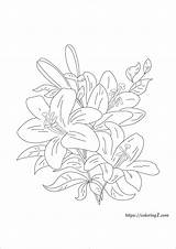 Lily Flower Coloring Pages  2 Free Sheets 2021 sketch template