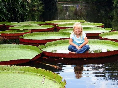 Victoria amazonica, es el más grande de todos los lirios de agua ...