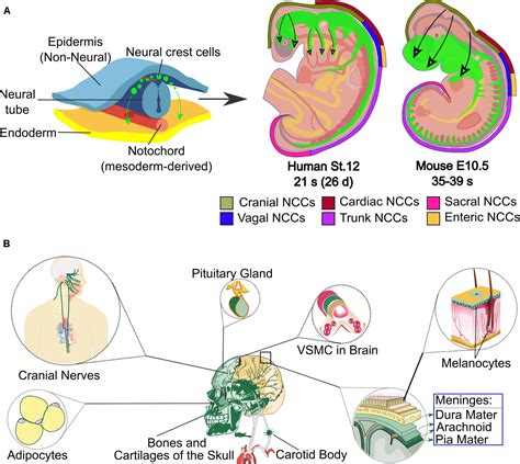 Frontiers | Neurogenesis From Neural Crest Cells: Molecular Mechanisms ...