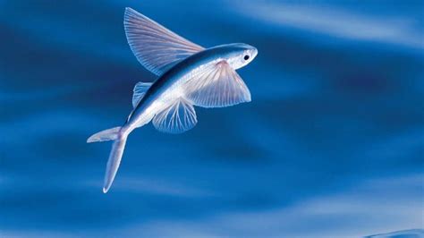 Interesting Facts about Flying Fish | Fish, Fish feed, Fly fishing