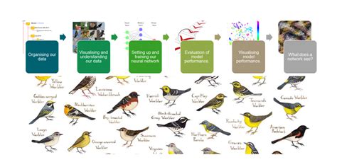 Bird Classification Lecture And Handouts Bird Birds P - vrogue.co