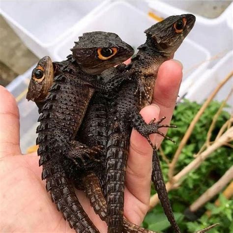 These Red Eyed Crocodile Skinks look other-worldly! 💜💜 | Red eyed ...