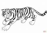 Roaring Tiger coloring page  Free Printable Coloring Pages sketch template