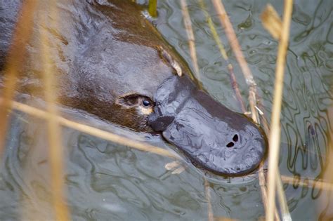 10 Ancient Animals That Still Live Today - WorldAtlas