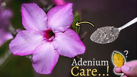 The Ultimate Guide On Adenium Plant Care - Massive Growth - Pure Greeny