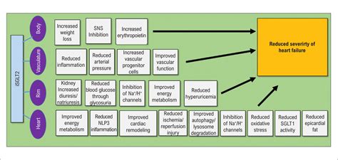 Possible Mechanisms of Action of SGLT2 Inhibitors in Heart Failure ...